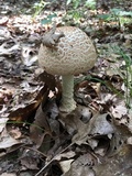 Amanita daucipes image