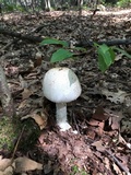 Amanita daucipes image
