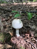 Amanita daucipes image