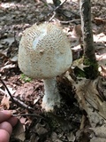 Amanita daucipes image