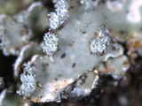 Pyxine sorediata image
