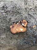 Polyporus brumalis image