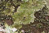 Pyxine subcinerea image