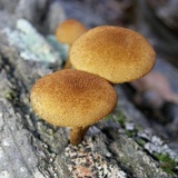 Flammulaster erinaceellus image