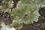 Pyxine subcinerea image