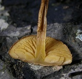 Flammulaster erinaceellus image
