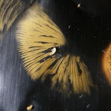 Flammulaster erinaceellus image