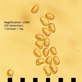 Flammulaster erinaceellus image
