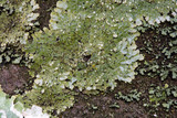 Pyxine subcinerea image