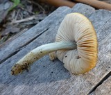 Pluteus nanus image