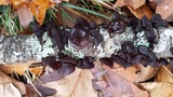 Exidia recisa image