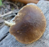 Pluteus nanus image