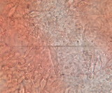 Hohenbuehelia grisea image