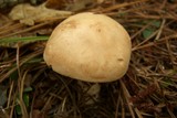 Leucopaxillus laterarius image
