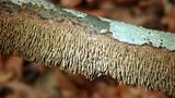 Hydnoporia olivacea image