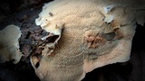 Merulius tremellosus image