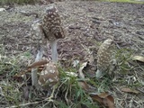 Coprinopsis picacea image