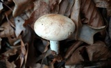 Rhodocollybia maculata image