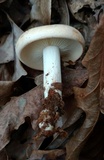 Rhodocollybia maculata image