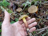 Boletus chrysenteron image