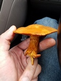 Gymnopilus ventricosus image