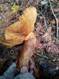 Gymnopilus ventricosus image