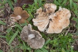 Inocybe rimosa image