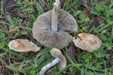 Inocybe rimosa image