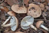 Echinoderma asperum image