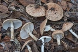 Echinoderma asperum image