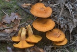 Omphalotus subilludens image