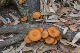 Omphalotus subilludens image