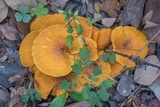 Omphalotus subilludens image