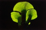 Omphalotus subilludens image