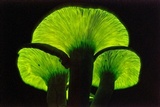 Omphalotus subilludens image