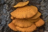 Omphalotus subilludens image