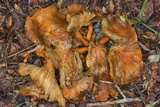 Omphalotus subilludens image