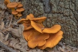 Omphalotus subilludens image