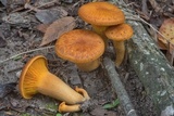 Omphalotus subilludens image
