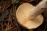 Leucopaxillus laterarius image
