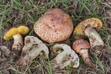 Boletus luridellus image