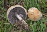 Stropharia coronilla image