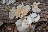 Favolus tenuiculus image