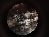 Paullicorticium pearsonii image