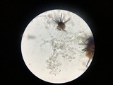 Paullicorticium pearsonii image