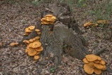Omphalotus subilludens image