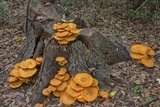 Omphalotus subilludens image