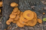 Omphalotus subilludens image