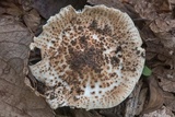 Echinoderma asperum image