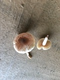 Lepiota cristata image